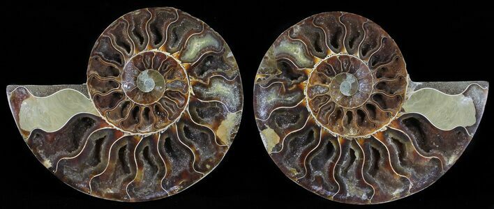 Polished Ammonite Pair - Agatized #54331